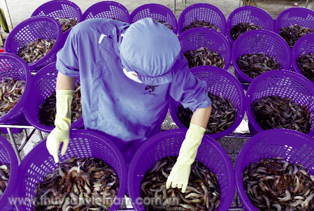 Tôm vẫn là điểm sáng của ngành thủy sản   Ảnh: PTC